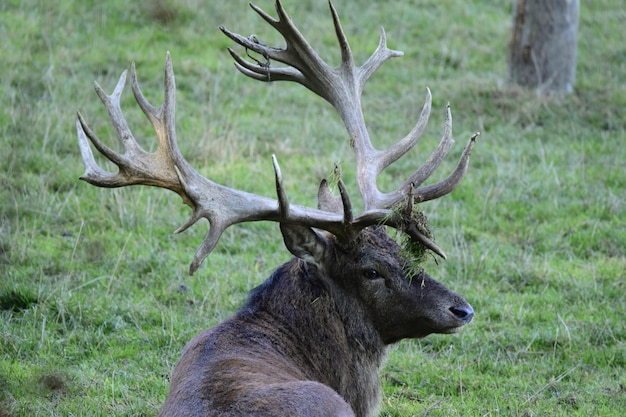 Deer in a field