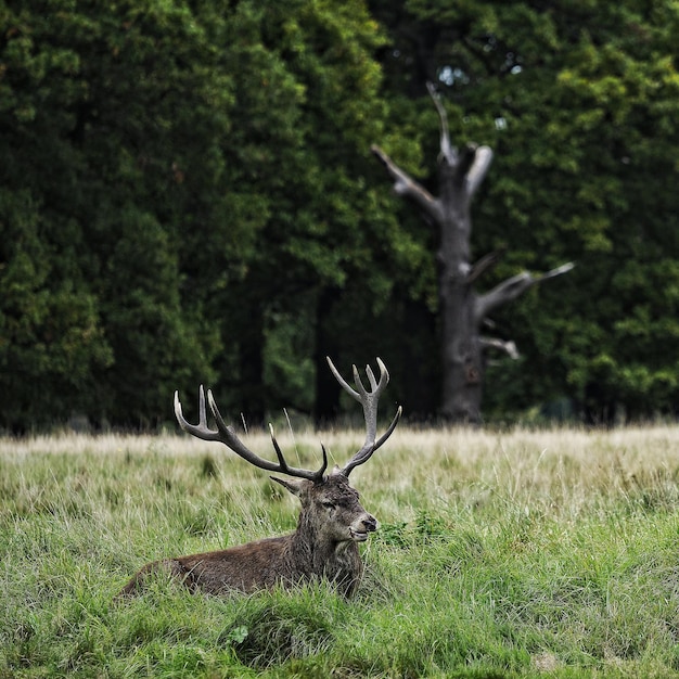 Photo deer on field