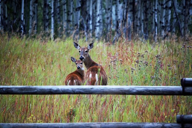 Photo deer in a field