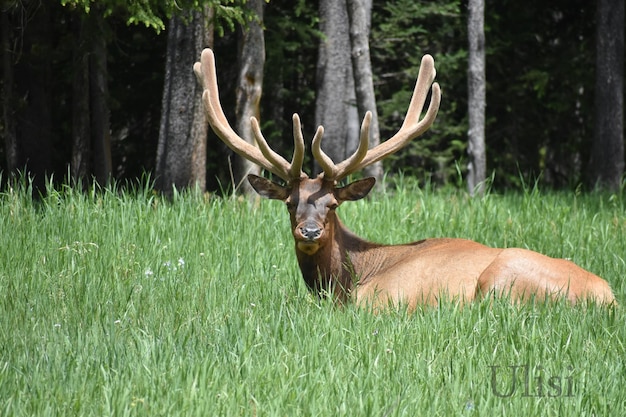 Deer on field