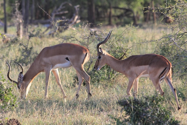 Deer in a field