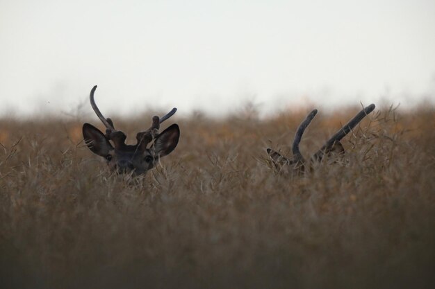 Photo deer in a field