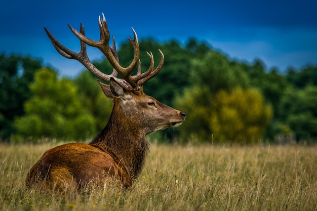 Deer on field