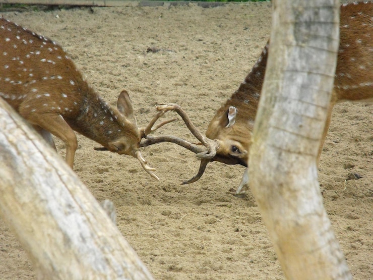 Photo 에서 싸우는 사 들