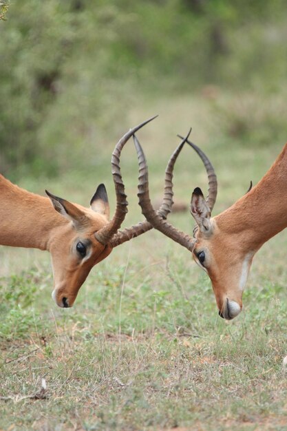 Photo deer fighting on land