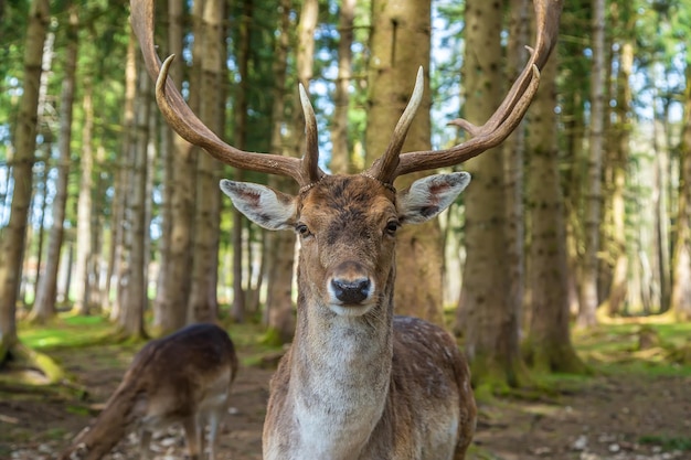 Deer in the forest in summer Selective focus