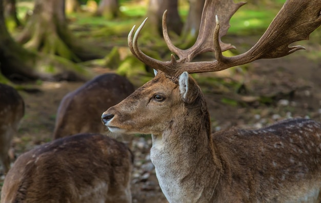 Deer in the forest in summer Selective focus