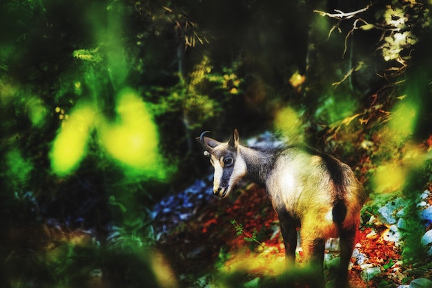 Photo deer in a forest