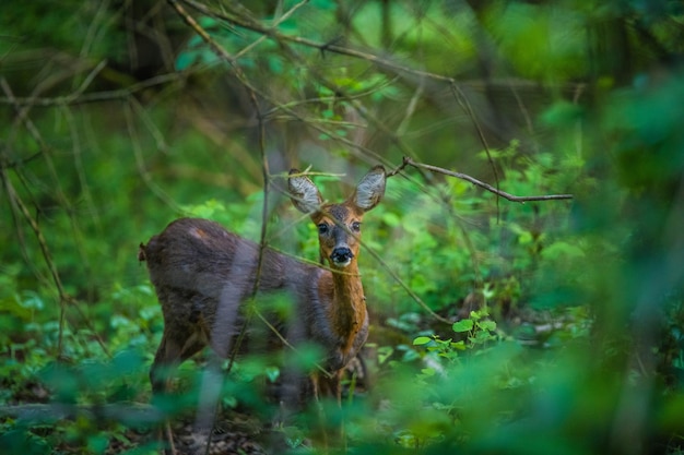 Deer in a forest