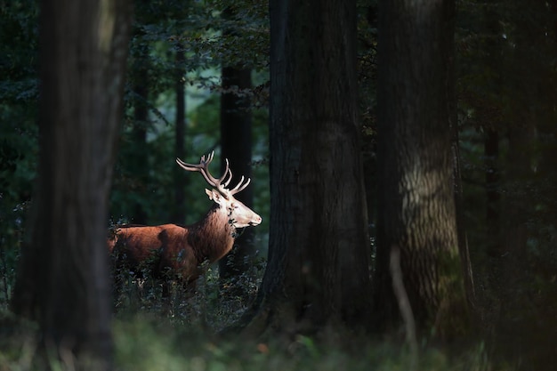Photo deer in a forest