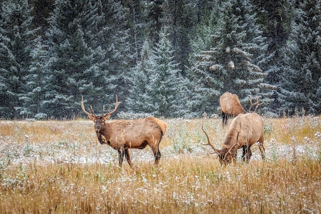 Deer in a forest