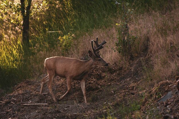 Deer in a forest