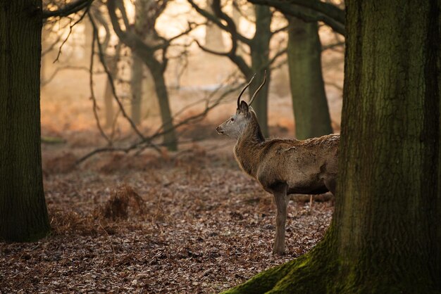 Photo deer in forest