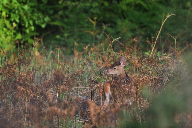 Photo deer in a forest