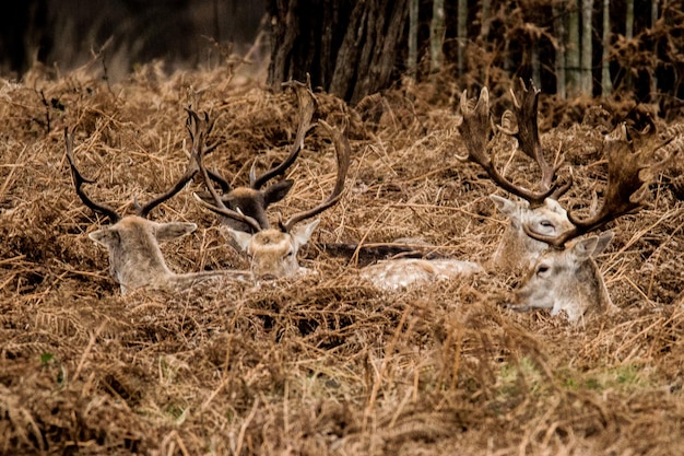 Photo deer in a forest