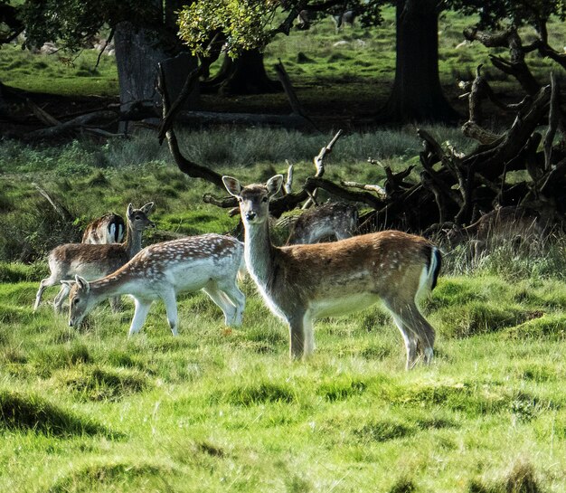 Photo deer in a forest