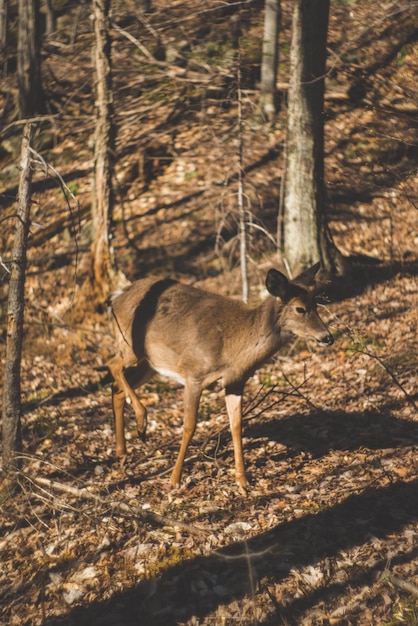 Photo deer in forest