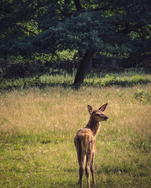 Photo deer in a forest