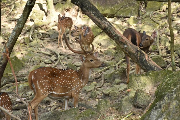 Foto cervi in una foresta