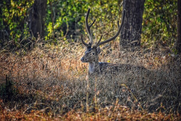 Foto cervi nella foresta