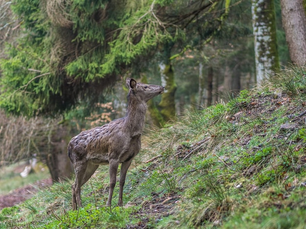 Photo deer in forest