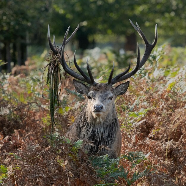 Photo deer in a forest