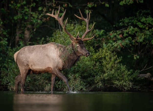 Deer in a forest