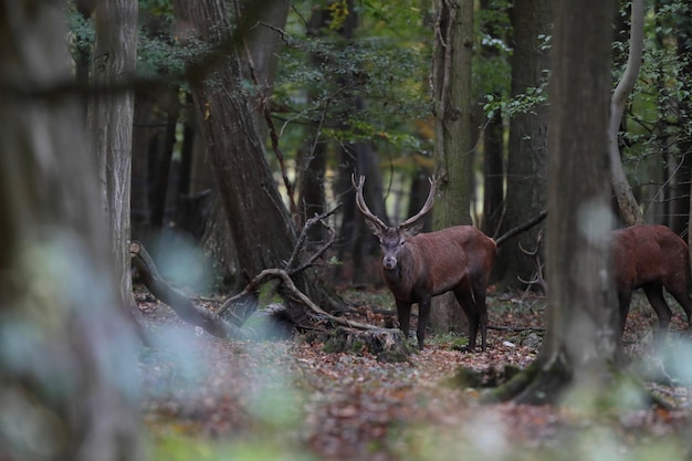 Foto cervi in una foresta