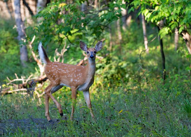 Deer in a forest