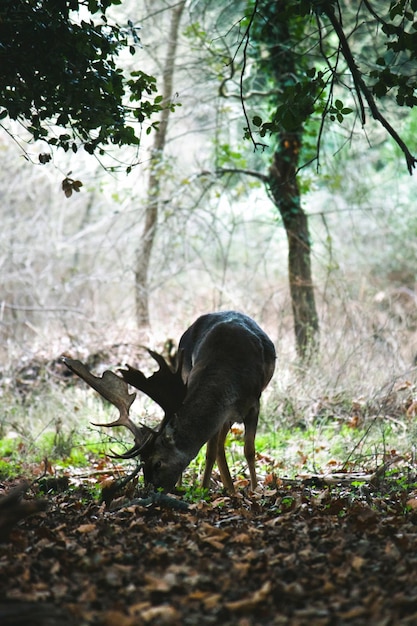 Foto cervi nella foresta