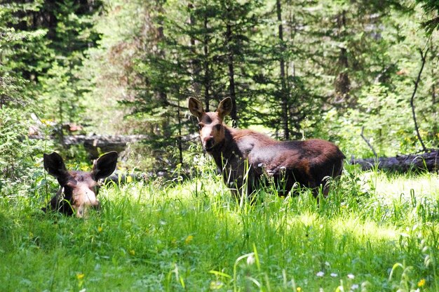 Deer in forest