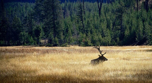 Photo deer in forest