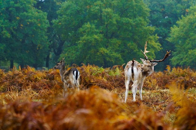 Photo deer in forest