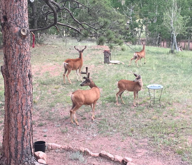 Photo deer in forest