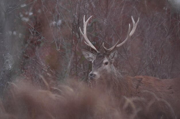 Photo deer in a forest