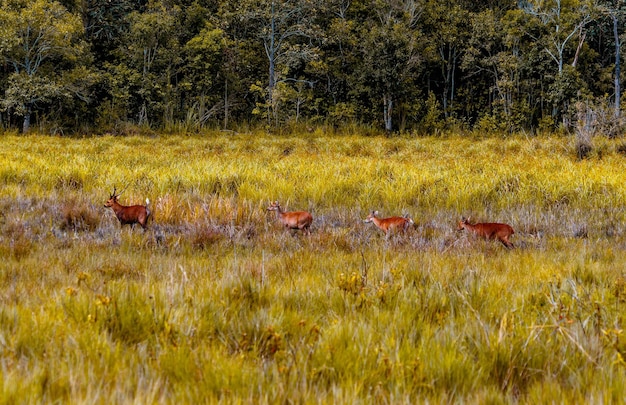 Deer in the forest