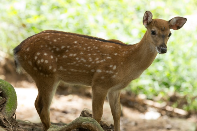 Deer in the forest