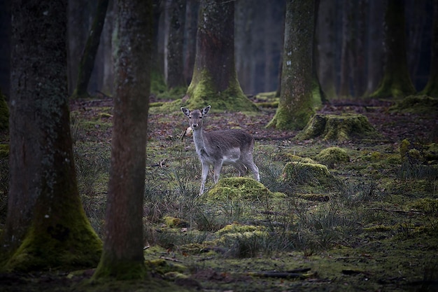 Deer Fotografie Bos Hooggebergte