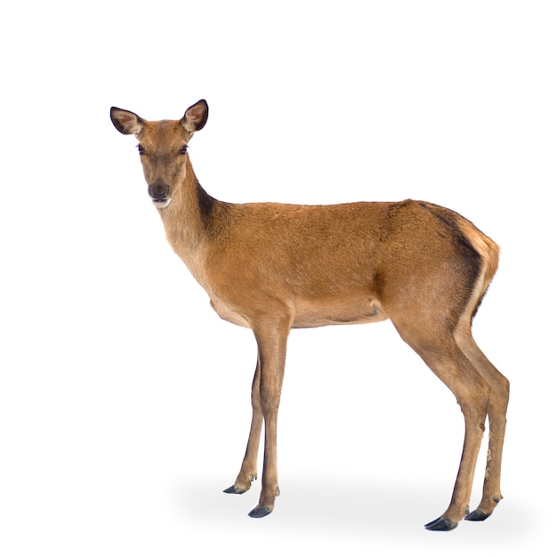 Deer in front of a white background