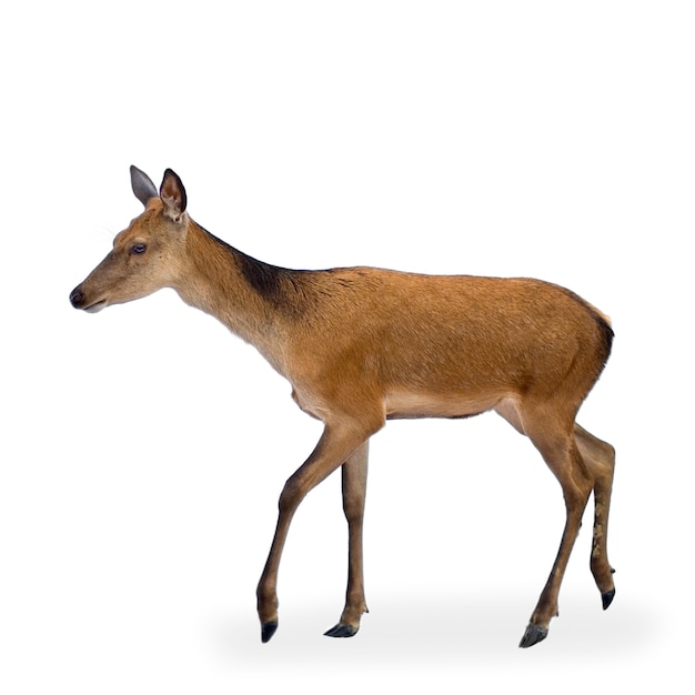 Deer in front of a white background