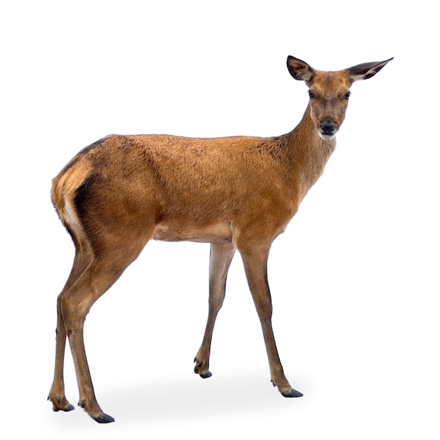 Deer in front of a white background