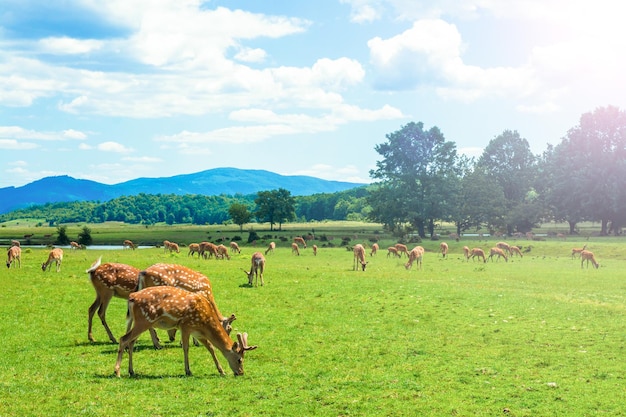 Deer in a glade near the forest on a sunny day