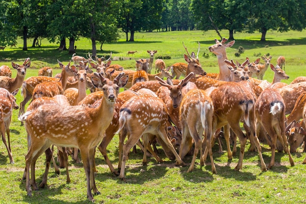 Deer in a glade near the forest on a sunny day