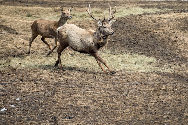 Deer on the grass background