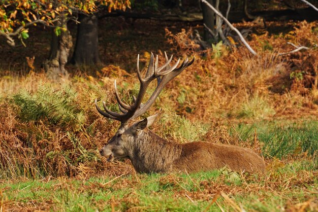 Photo deer in grass