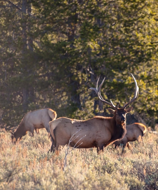 Photo deer in grass