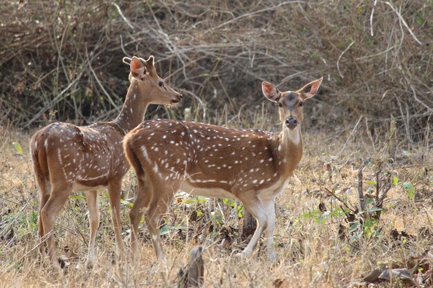 Deer in a grass