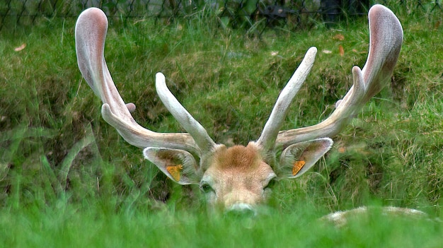 Photo deer on grass