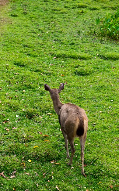 deer on the grass