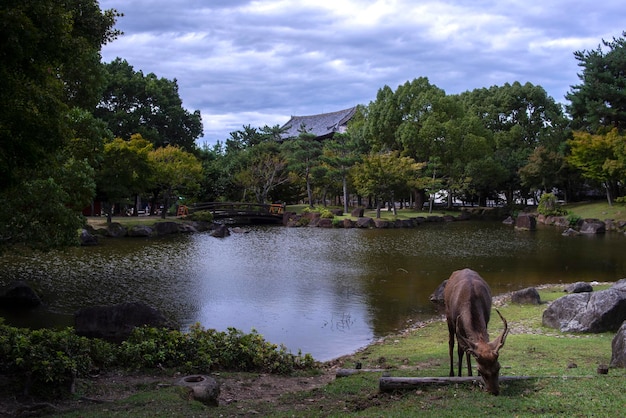 A deer grazes in front of a pond in a park.